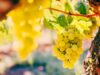 How Growing Up on a Grape Farm Made Me a Better CEO